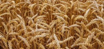 Россия сократила экспорт пшеницы на 27%