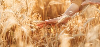 Рекордный урожай: Россия соберет 100 млн тонн пшеницы