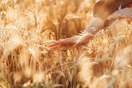 Рекордный урожай: Россия соберет 100 млн тонн пшеницы
