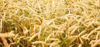 Беларусь запретила вывоз 10 видов зерновых культур