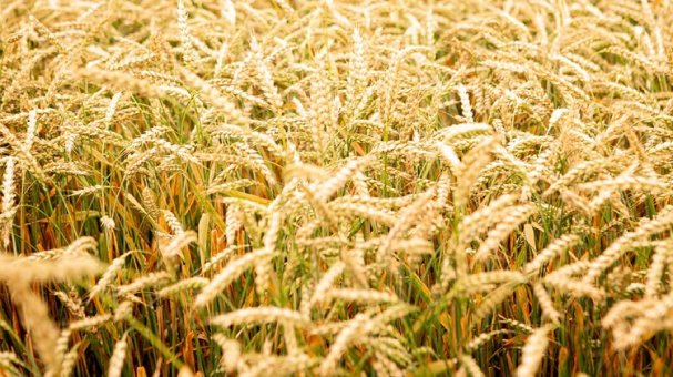 Беларусь запретила вывоз 10 видов зерновых культур