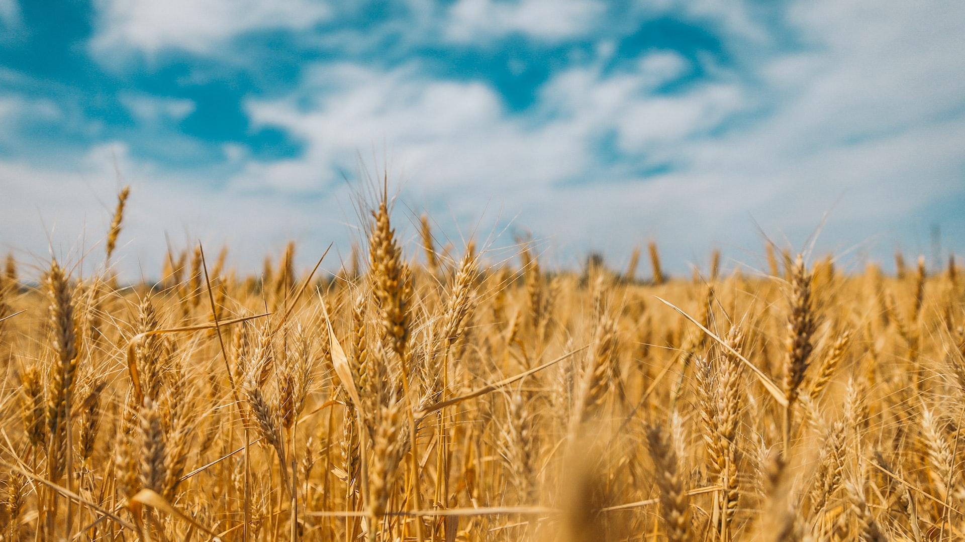 Пшеница резко подорожала на мировых рынках
