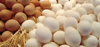Крупнейшие британские супермаркеты могут из-за птичьего гриппа ограничить продажу яиц